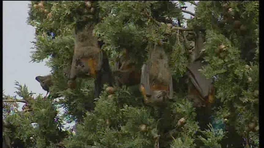 Flying foxes back after just hours