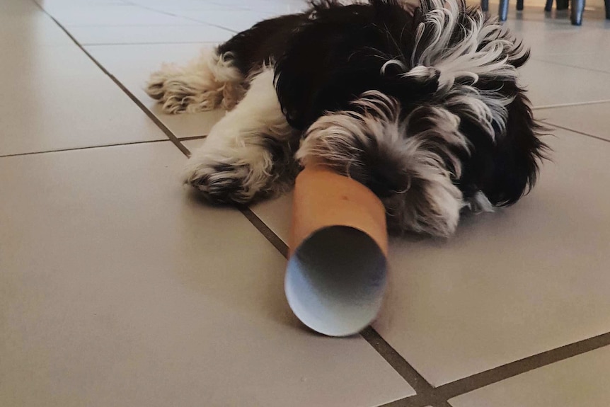 Peppa lying on tiles with a toilet roll in her mouth to depict surviving the week with a new pet puppy.