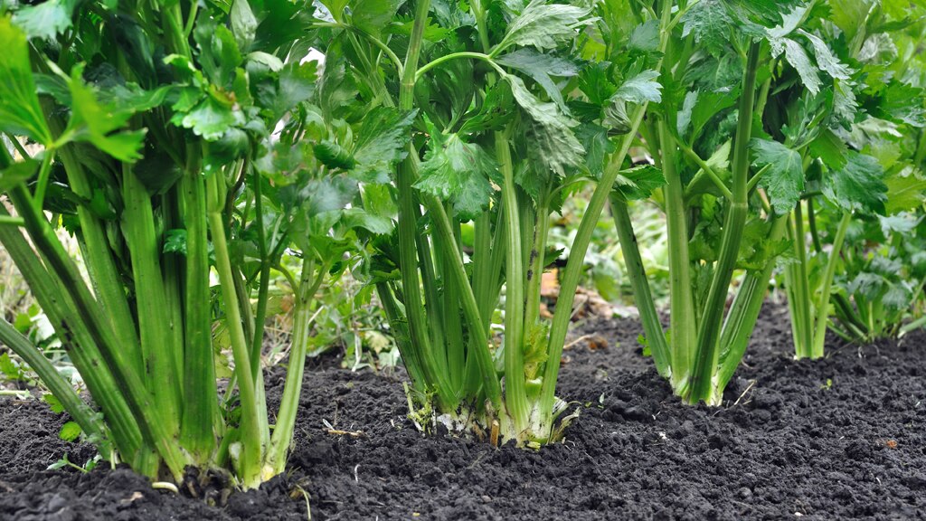 Celery plants growing in a vegetable garden.