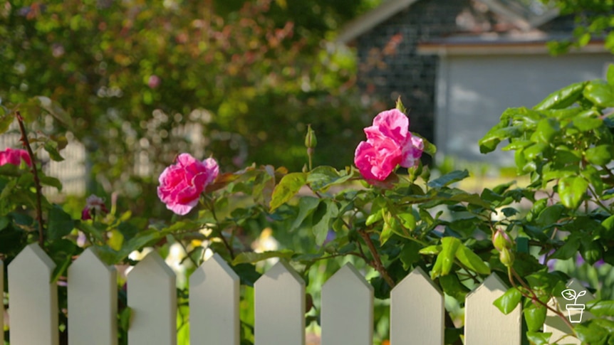 Pink roses growing in front garden behind cream picket fence
