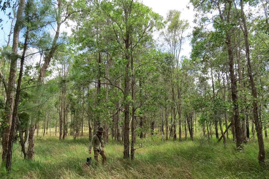 University of the Sunshine Coast researcher, Anthony Schultz tracking koalas on the Fraser Coast with his detection dog Maya.