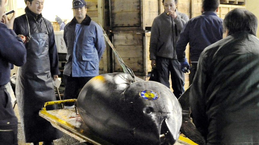 The 340-kilogram tuna was caught on a long-line off Japan's northern island of Hokkaido.