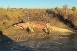 The body of a large crocodile on a riverbank.