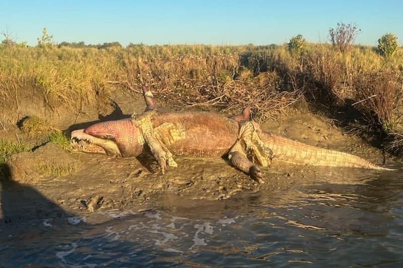 A large dead crocodile