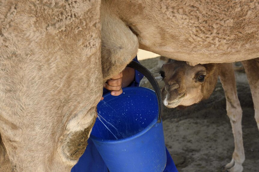 Milking a camel while a baby camel pushes in.