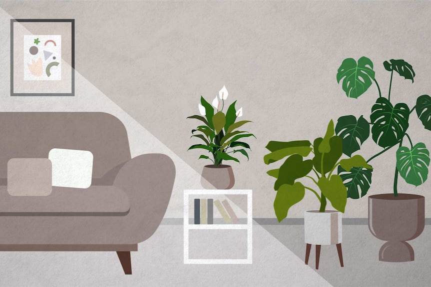 An illustration of indirect sunlight in a loungeroom, with sunlight barely reaching plants placed away from the window.