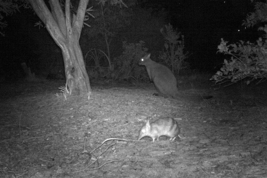 Bennett's wallaby and eastern barred bandicoot