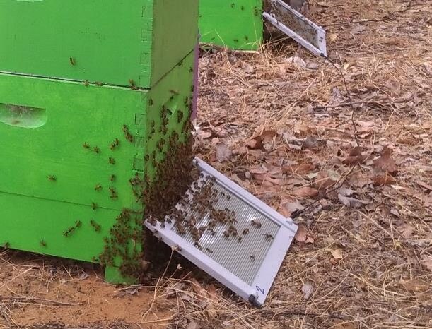 Bees swarm around a venom-collecting device, which is a glass plate at the base of a hive.