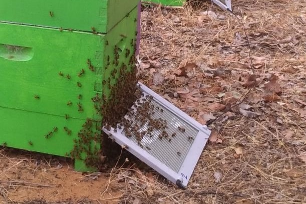 Bees swarm around a venom-collecting device, which is a glass plate at the base of a hive.