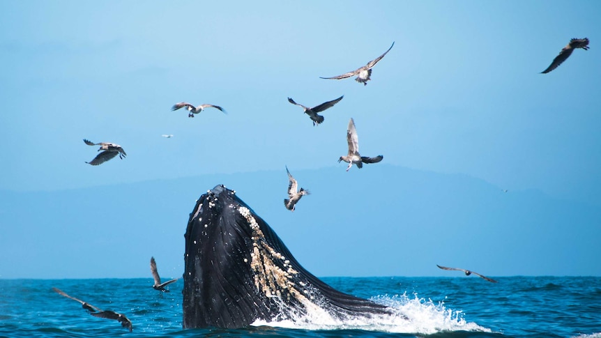 Whale breaching surface.