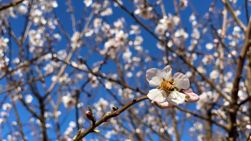 Bees pollinating almond flowers