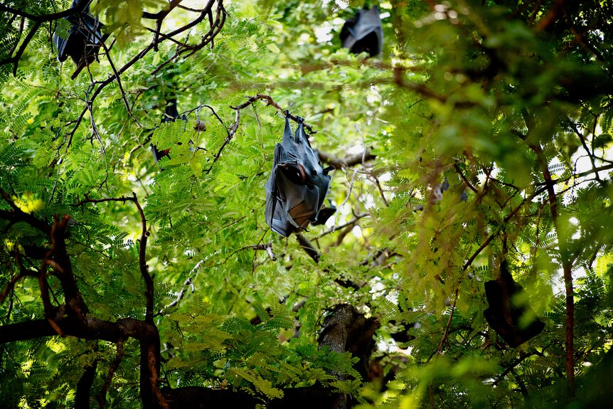 A bat in a vivid green tree.