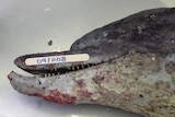 The head of a dead dolphin with severe skin lesions.