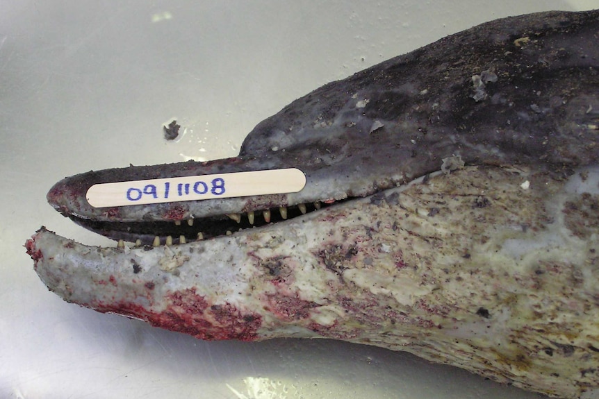 The head of a dead dolphin with severe skin lesions.
