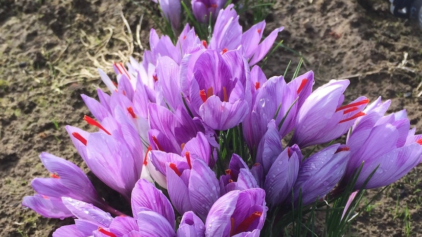Saffron flowers in paddock