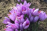 Saffron flowers in paddock