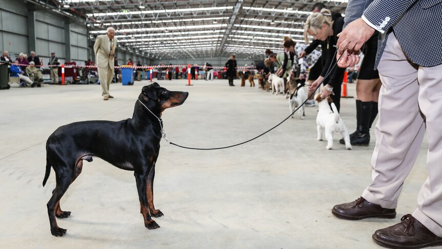 Manchester Terrier, Maison only has eyes for his impeccably dressed owner Lee Rodrigues.