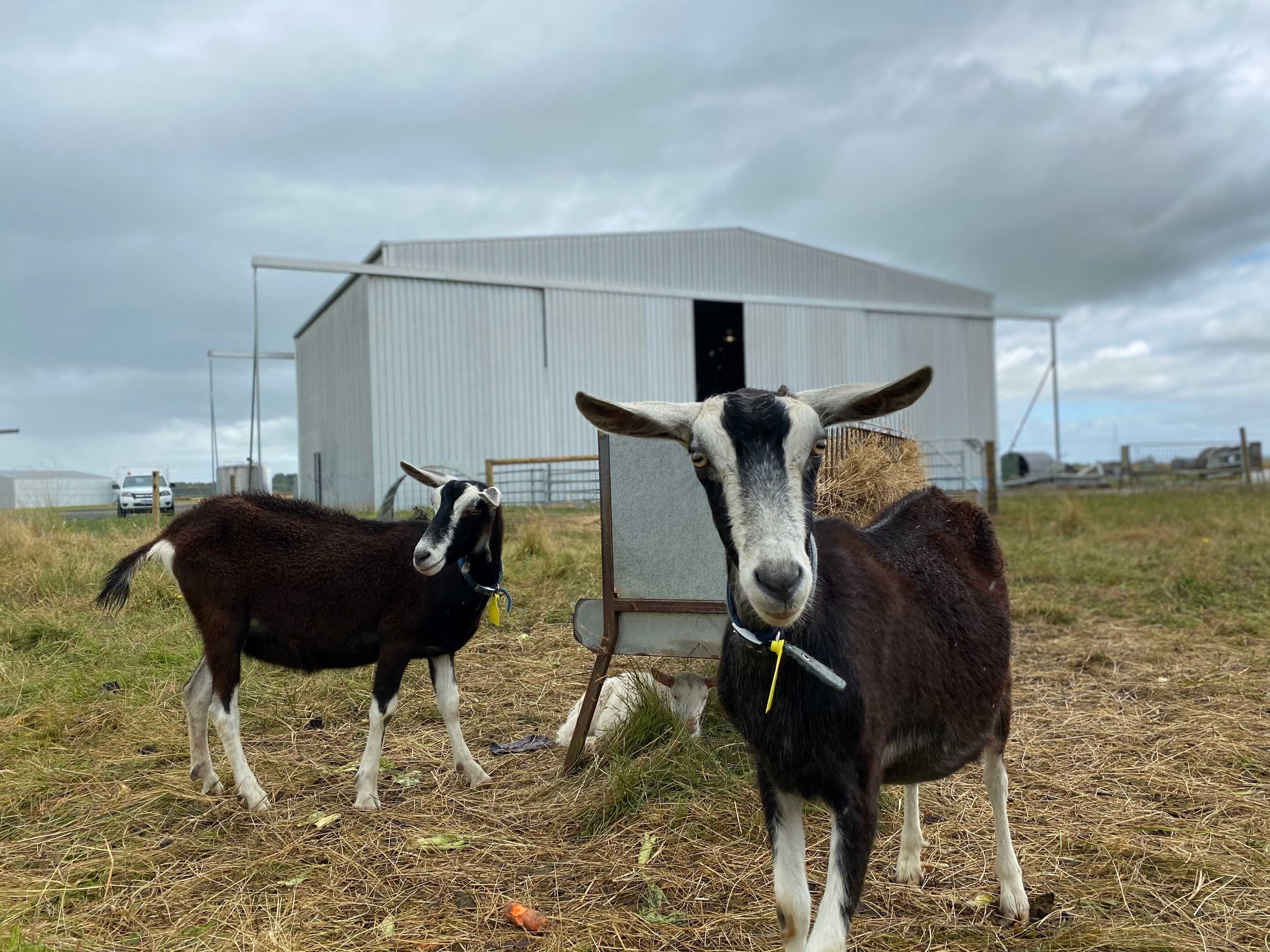 Gift of goats helps Tasmanian dairy farmer recover mental health ABC News