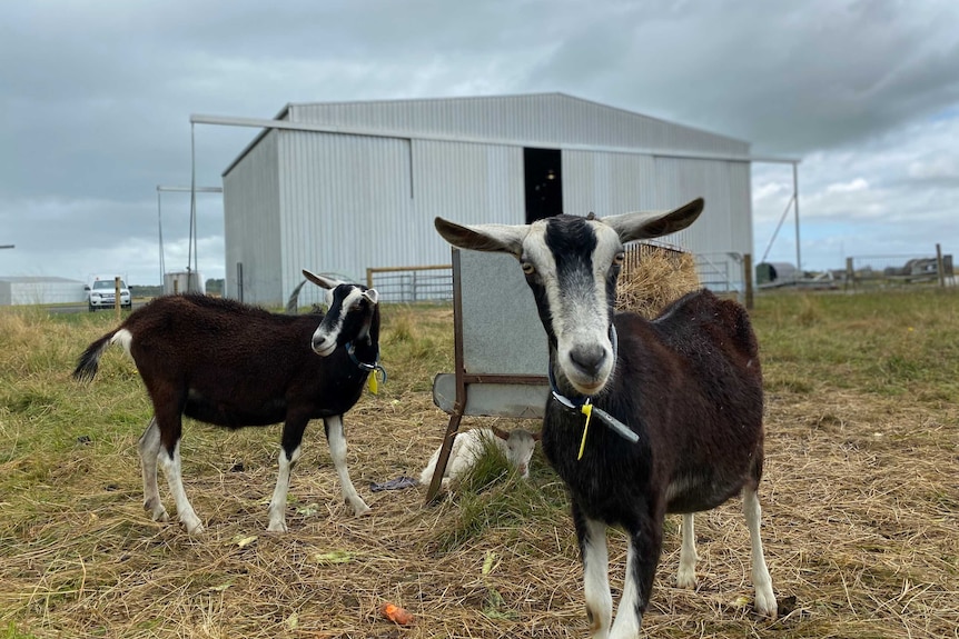 A couple of goats stand in front of a hanger at the Smithton Airport