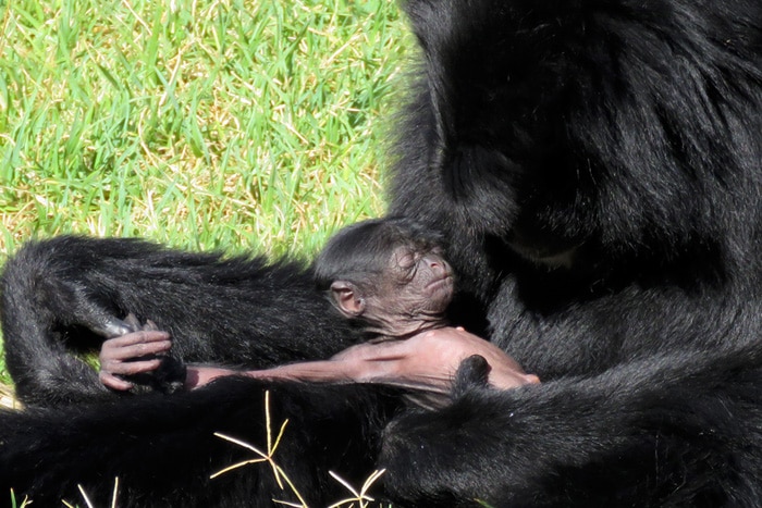 The new baby siamang gibbon at the National Zoo and Aquarium, with mother Tunku.
