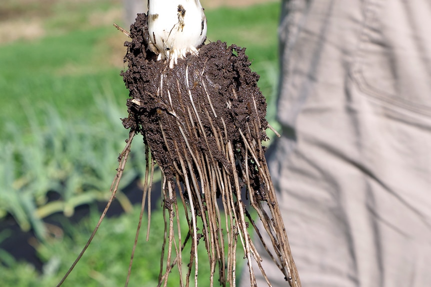 A garlic plant pulled from the earth with roots covered in mud. 