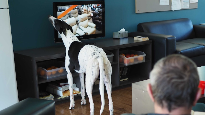 Greyhound watches TV with an inmate