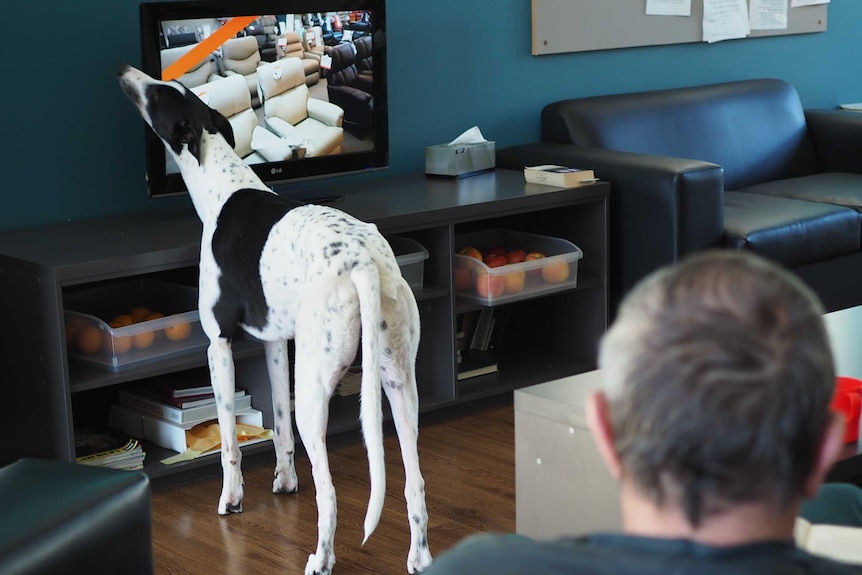 Greyhound watches TV with an inmate