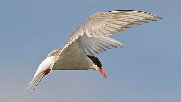 Arctic tern in flight