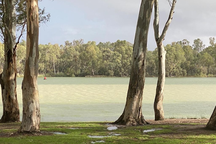 Taken from the bank, looking through the trees you can clearly see a muddy patch of water within the wider green/blue river.