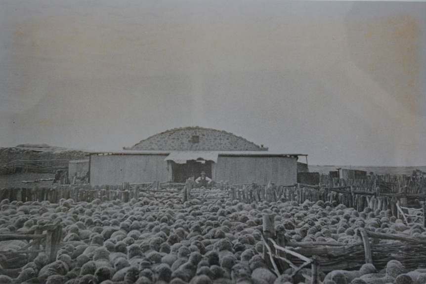 A large mob of sheep congregate in a wooden pen in front of a large stone woolshed with a curved roof with a man near its door.