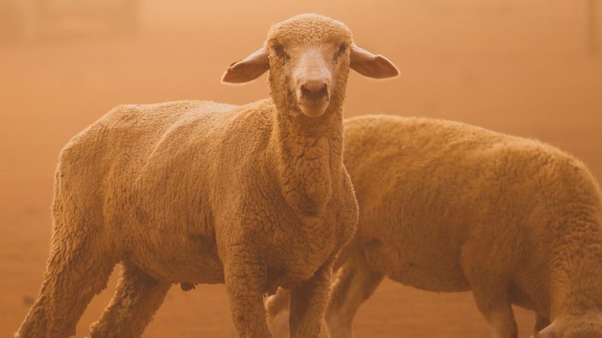 A freshly shorn sheep peers out of a cloud of red dust