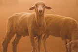 A freshly shorn sheep peers out of a cloud of red dust