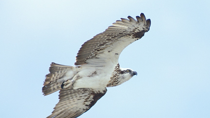 Osprey found dead on the beach