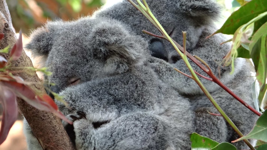 A pair of sleeping koalas