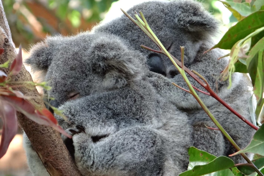 A pair of sleeping koalas.