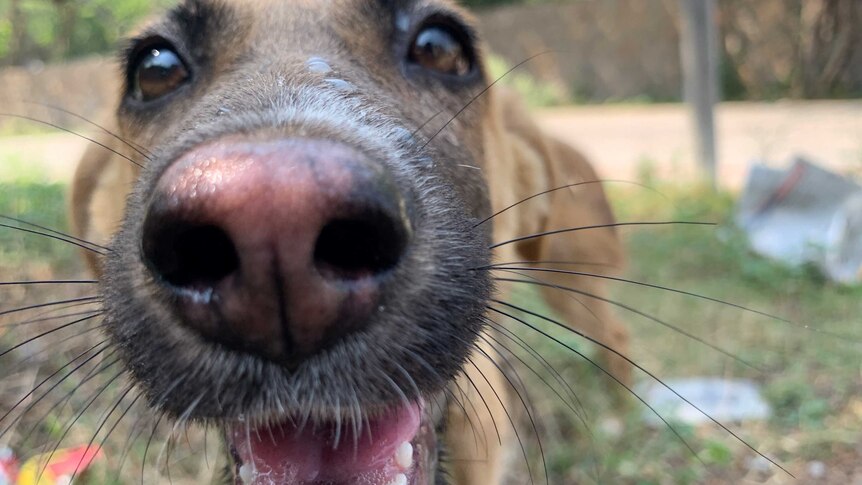 A close up of a friendly dog with his nose nearly on the lens