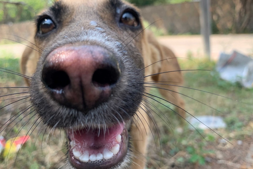 A close up of a friendly dog with his nose nearly on the lens