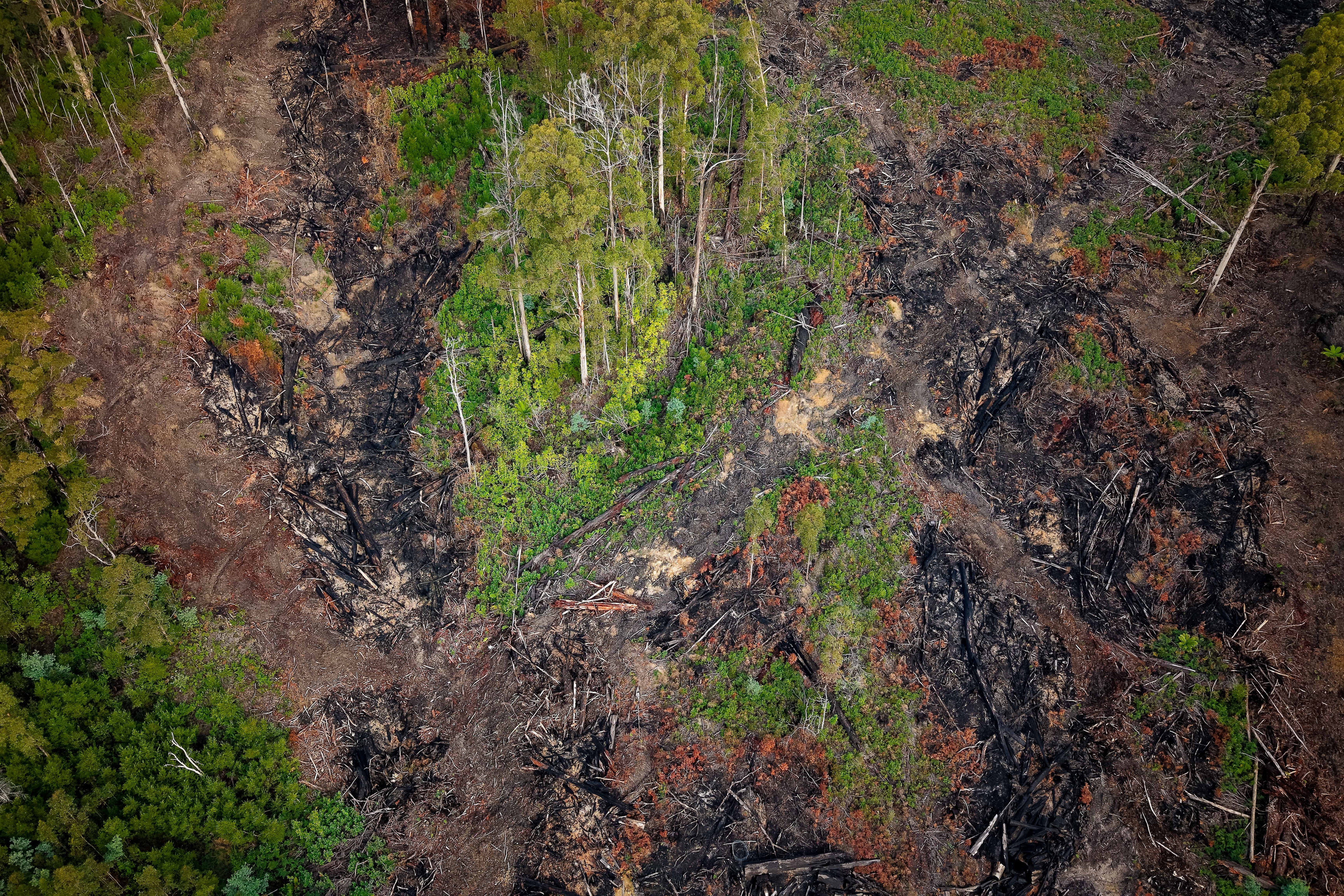 Birds eye view of a forest region that's been logged and burned
