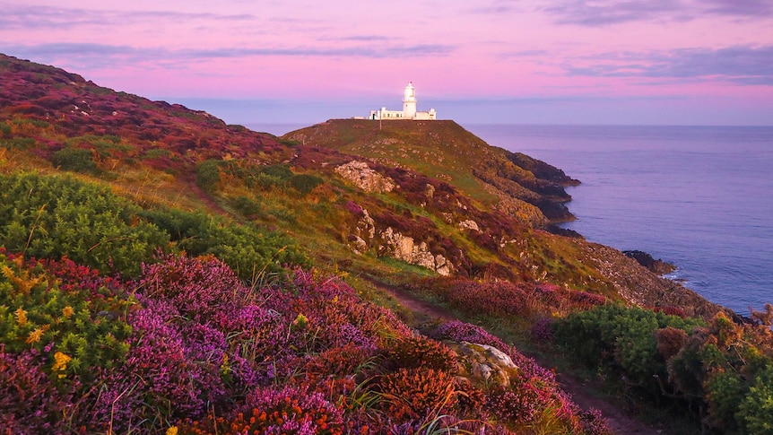 A distant white lighthouse on a coastal promontory, with bright purple and green heather in the foreground.