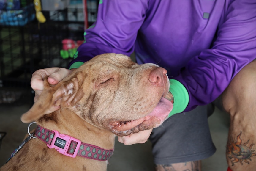 Close-up of a dog getting a pat.