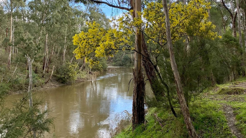 Photo from grassy bank of the yarra river with tall gum trees and yellow wattle flowers lining the brown river