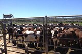 Cows in a pen at the Van Diemen's Land company's farm in north-west Tasmania, 2015.