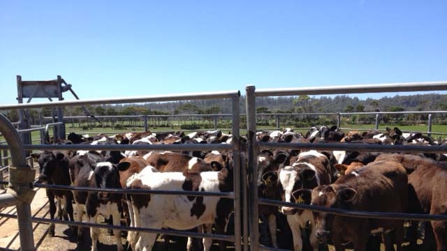 Cows in a pen at the Van Diemen's Land company's farm in north-west Tasmania, 2015.