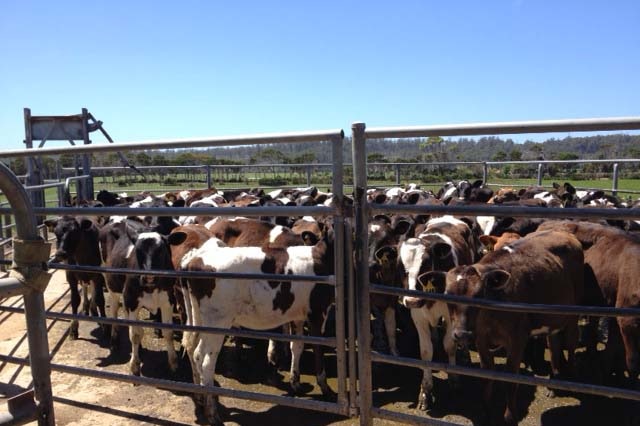 Cows in a pen at the Van Diemen's Land company's farm in north-west Tasmania, 2015.