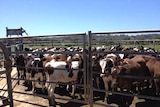 Cows in a pen at the Van Diemen's Land company's farm in north-west Tasmania.