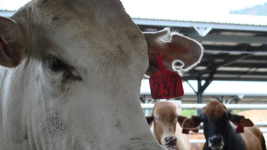 Australia cattle in the Red Star feedlot, Vietnam