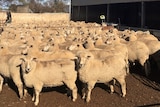 Sheep standing in a yard