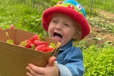 A young girl in a knitted beanie holds a box full of strawberries