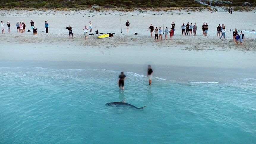 A tiger shark wallows in the shallows of the water as a group of people watch from the shore.