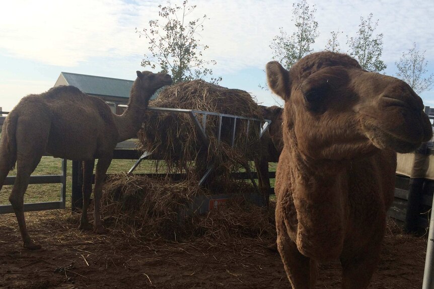 Camels on Michelle Phillips farm
